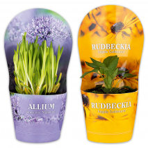 Produktbild »Allium XXL / Sommerstauden Mix«