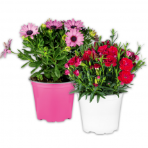 Blühmix aus Italien