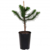 Produktbild »Chilenische Schmucktanne«