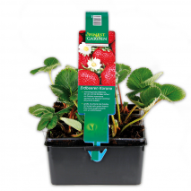 Produktbild »Erdbeerpflanzen«