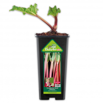 Produktbild »Exklusiver Rhabarber «