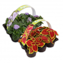 Produktbild »Farb-Akzente für Gartenfreunde«