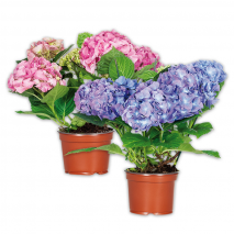 Produktbild »Hortensie«