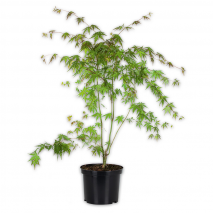 Produktbild »Japanischer Ahorn«