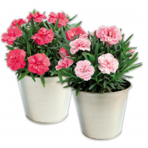 Produktbild »Kaisernelke«