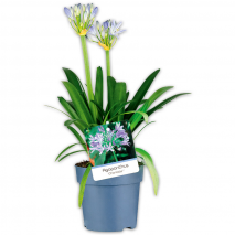 Produktbild »Schmucklilie 'Agapanthus'«