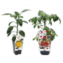 Tomaten-/ Paprikapflanzen XXL