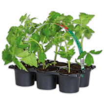 Tomatenpflanzen für die eigene Ernte