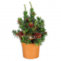Produktbild »Zylinderputzer 'Callistemon' XL«