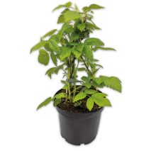 Produktbild »Beeren-Trio«