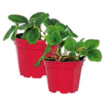 Produktbild »Erdbeerpflanze«