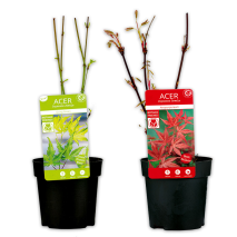 Produktbild »Fächerahorn 'Acer palmatum'«