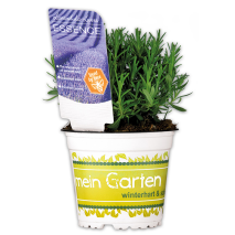 Produktbild »Garten Lavendel 'Lavandula'«