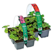 Produktbild »Geranien / Fuchsien«