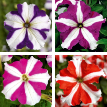 Produktbild »Hängepetunie«