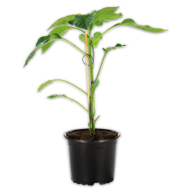 Produktbild »Veredelte Gemüsepflanze«