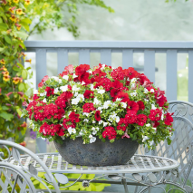 Produktbild »Ampelpflanze Farbpoesie«