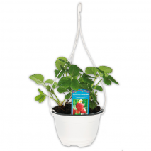 Produktbild »Aroma-Erdbeeren Trio Ampel«