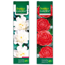 Produktbild »Blühende Gartenraritäten«