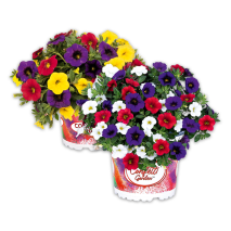 Produktbild »Confetti Garden Trio Mix«