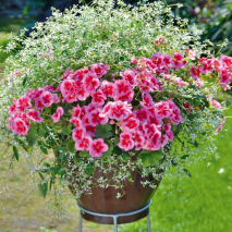 Produktbild »Geranien Duo mit Chamaesyce«