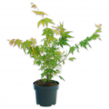 Produktbild »Japanischer Ahorn«