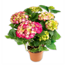 Produktbild »Premium Hortensie«