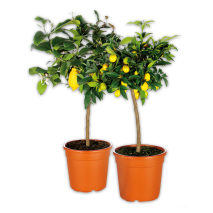 Produktbild »Stämmchen aus Süditalien«