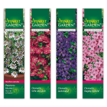 Produktbild »Winterharte Kletterpflanze«