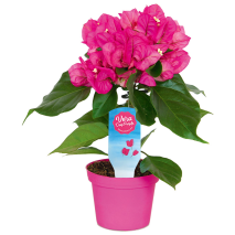 Produktbild »Bougainvillea 'Vera Deep Purple'«