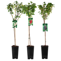 Produktbild »Johannisbeer-Stamm«