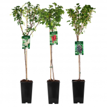 Produktbild »Johannisbeer-Stamm«