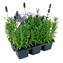 Produktbild »Lavendel«