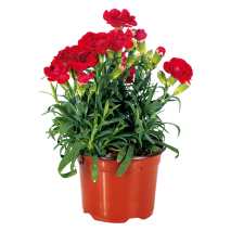 Produktbild »Topfnelke 'Dianthus'«
