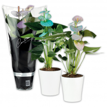 Produktbild »Anthurium 'Make Upz Mix'«