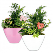 Produktbild »Bepflanzte Keramikschale«