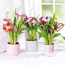 Produktbild »Calla zum Muttertag«