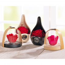 Produktbild »Longlife Rosen«