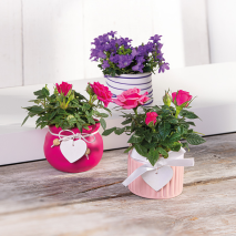 Produktbild »Mini-Campanula oder Mini-Rosen«