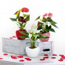 Produktbild »Mini-Flamingoblume«