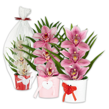 Produktbild »Orchideengesteck «