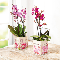 Produktbild »Phalaenopsis Multiflora«