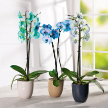 Produktbild »Phalaenopsis 'Royal Mix'«