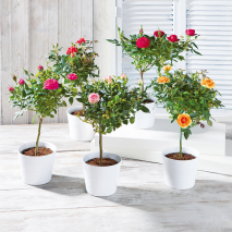 Produktbild »Stammrosen«