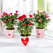 Produktbild »Topfrosen«