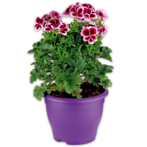 Produktbild »Edelgeranie XL«