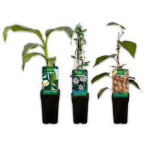 Produktbild »Exotische Früchte«