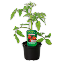 Produktbild »Gemüsepflanze«