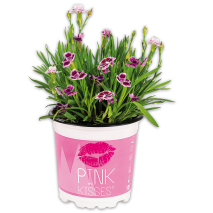 Produktbild »Nelke 'Pink Kisses'«