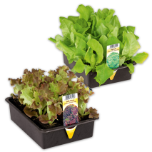 Produktbild »Salatpflanzen«